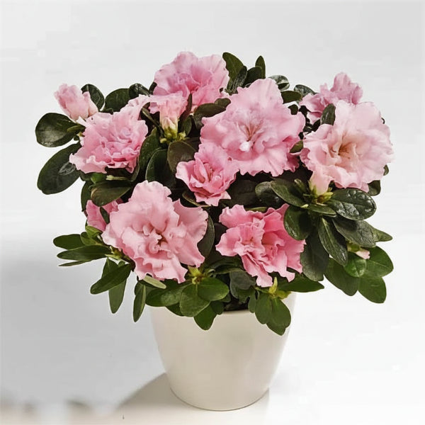 Azaleas, Rhododendron Simsii – image 3