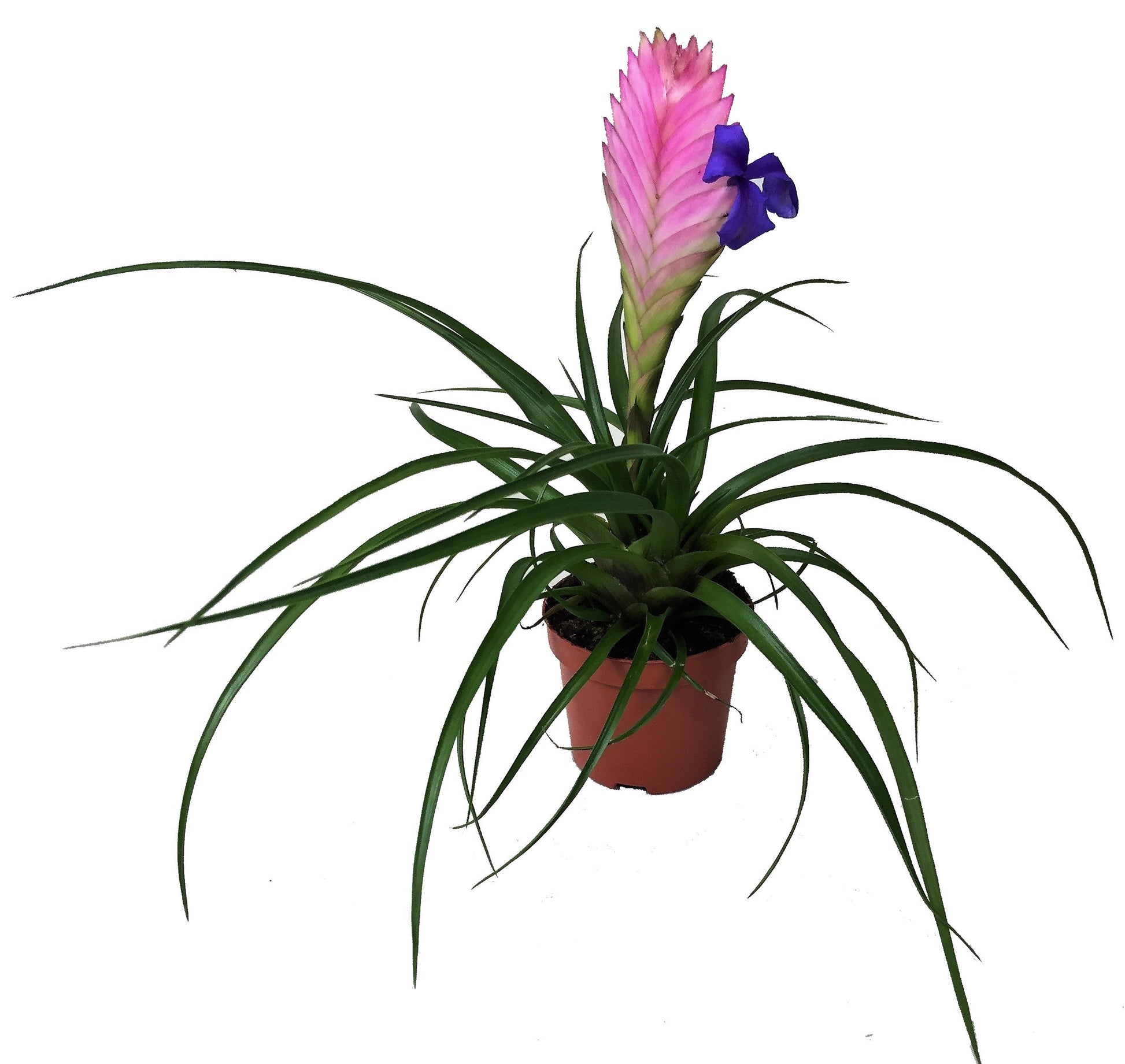 Pink Quill Tillandsia Cyanea – image 3