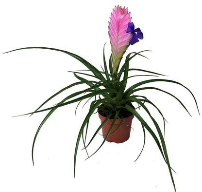Pink Quill Tillandsia Cyanea – image 3
