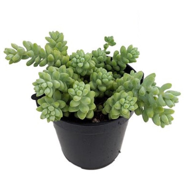 Sedum burrito , Burrows Tail Plant – image 3