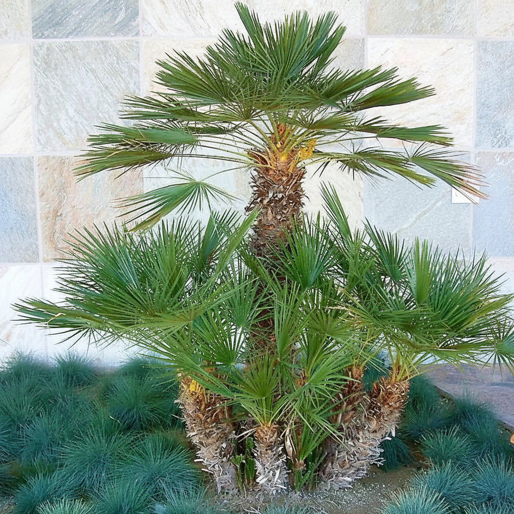 European Fan Palm, Chamaerops Humilis – image 3