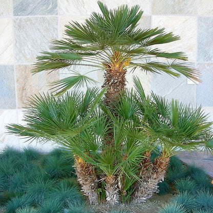 European Fan Palm, Chamaerops Humilis – image 3