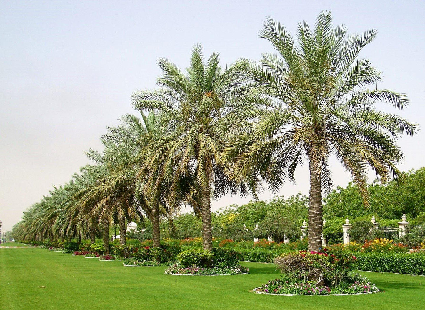 Date Palm, Phoenix Dactylifera – image 5