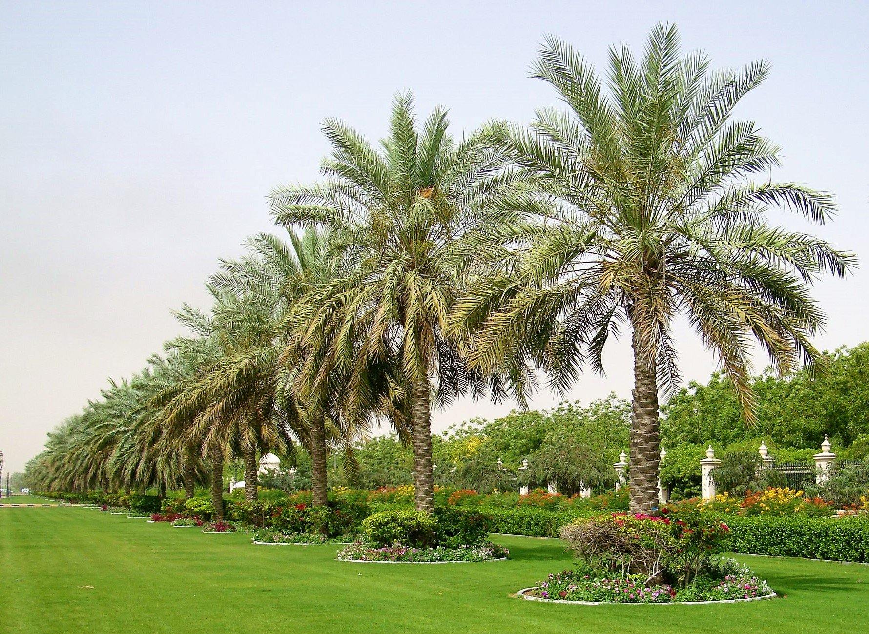 Date Palm, Phoenix Dactylifera – image 5