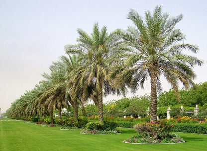 Date Palm, Phoenix Dactylifera – image 5