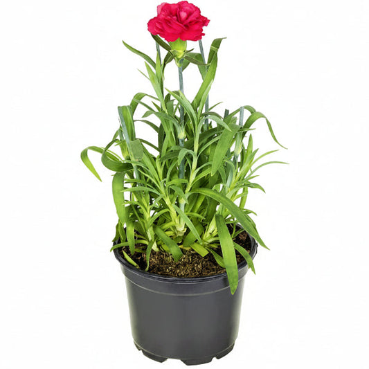 Dianthus Caryophyllus, Carnation (small) – image 1
