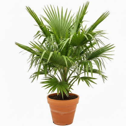 Mexican Fan Palm, Washingtonia Robusta – image 3