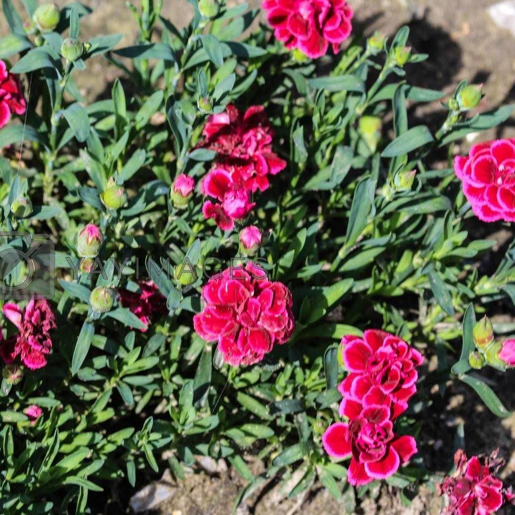 Dianthus Caryophyllus, Carnation (small) – image 4