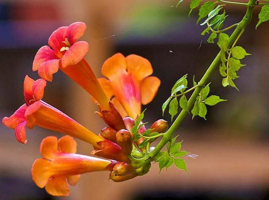 Campsis Radicans, Trumpet Vine – image 2