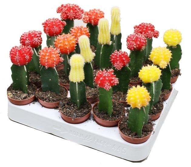 Gymnocalycium small 10-15cm – image 4
