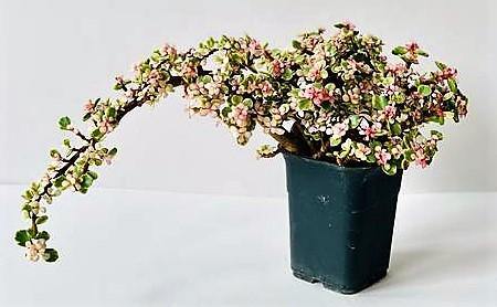 Elephant Bush, Portulacaria Bonsai – image 4