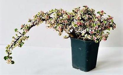 Elephant Bush, Portulacaria Bonsai – image 4