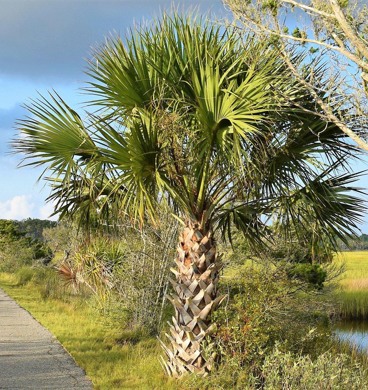 Sabal Palm, Sabal palmetto, Cabbage Palmetto, Carolina Palmetto – image 3