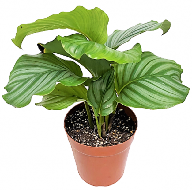 Calathea Orbifolia – image 3