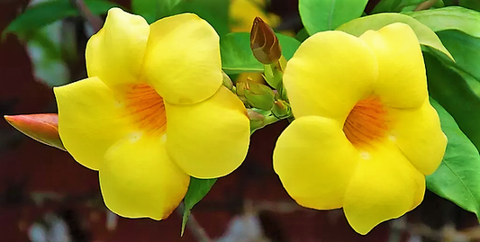 Allamanda Cathartica, Golden Trumpet – image 2