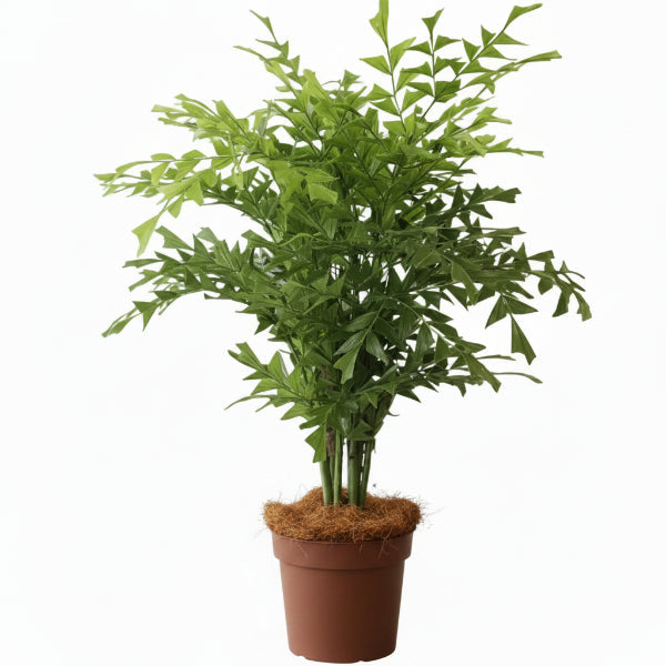 Fishtail Palm, Caryota Mitis – image 1