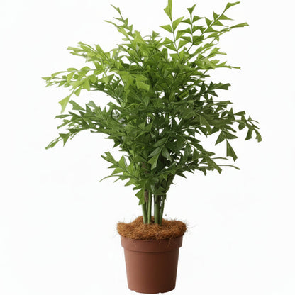 Fishtail Palm, Caryota Mitis – image 1