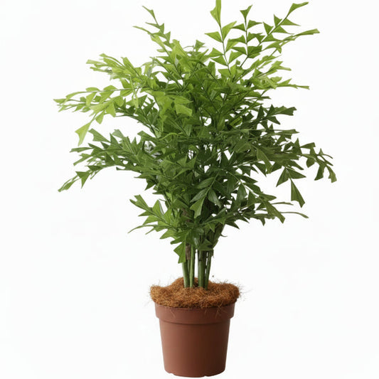 Fishtail Palm, Caryota Mitis – image 1
