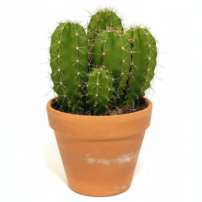 Echino Cactus – image 1