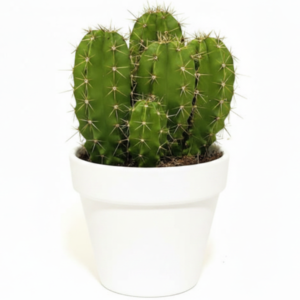 Echino Cactus – image 5