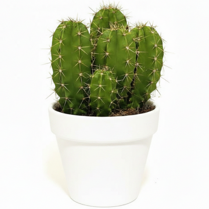 Echino Cactus – image 5