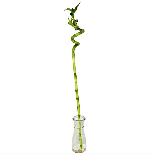 Lucky Bamboo Sticks, Dracaena Sanderiana – image 4