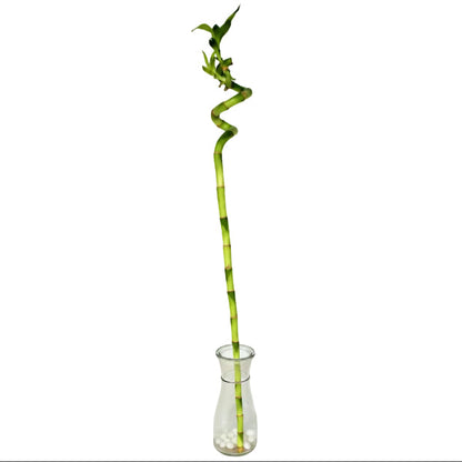 Lucky Bamboo Sticks, Dracaena Sanderiana – image 4