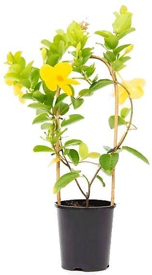 Yellow Bell Climber, Mandevilla Splendens – image 4