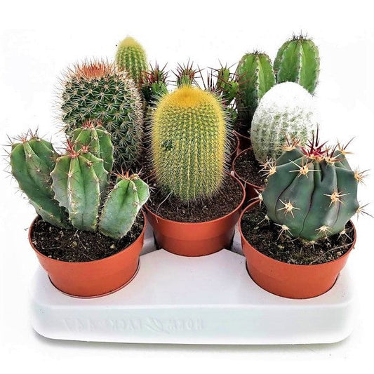 Ornamental Cactus Mix – image 2