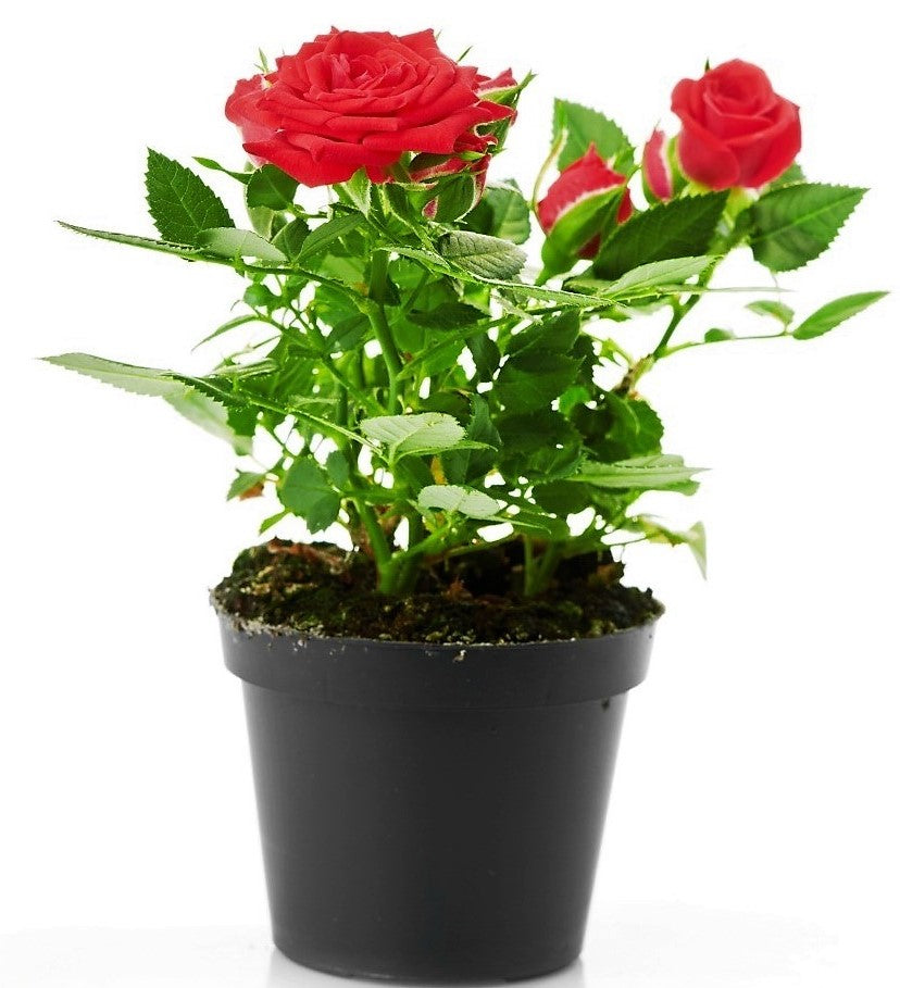Rose Plant Indoor – image 4