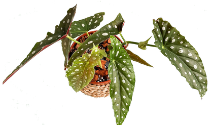 Polka Dot begonia, Begonia Maculata – image 3