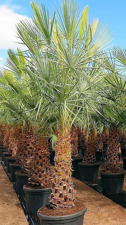Wax Palm, Copernicia Prunifera – image 2