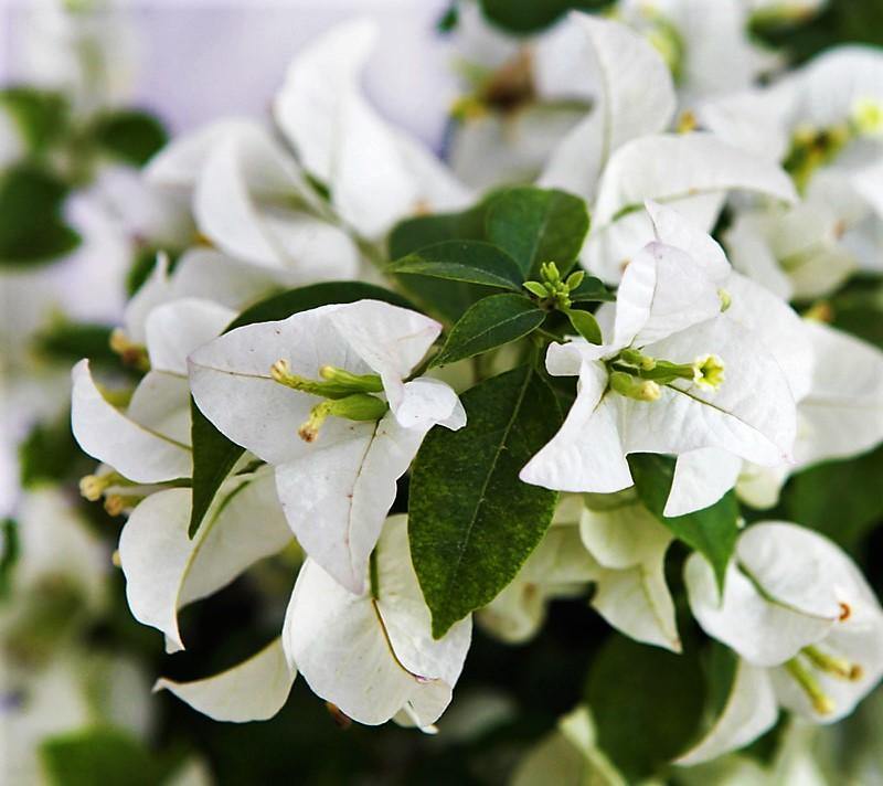 Bougainvillea Glabra White – image 4