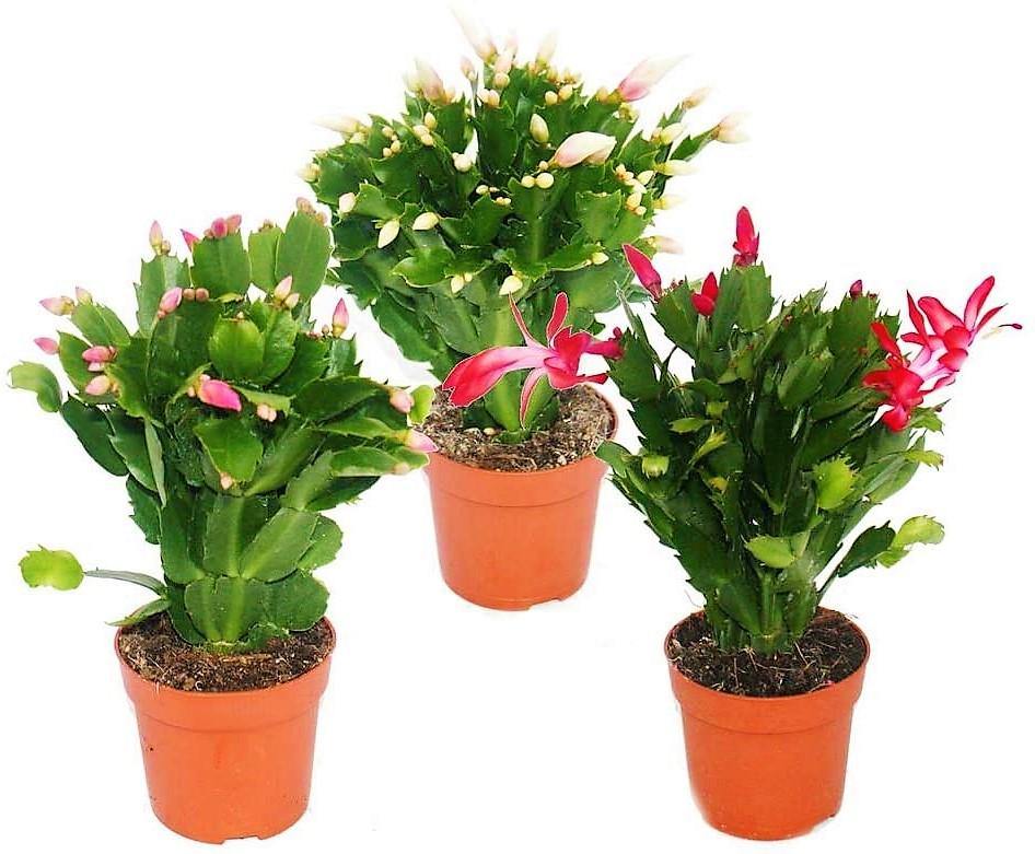 Christmas Cactus, Schlumbergera – image 2