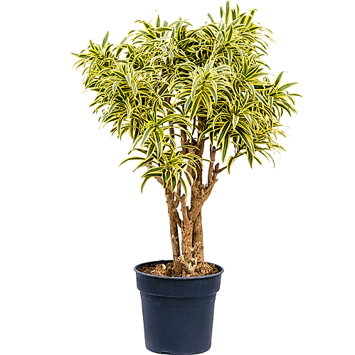 Dracaena Reflexa, Song of India, Pleomele – image 5