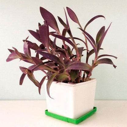 Setcreasea Purpurea, Purple Heart (small) – image 5