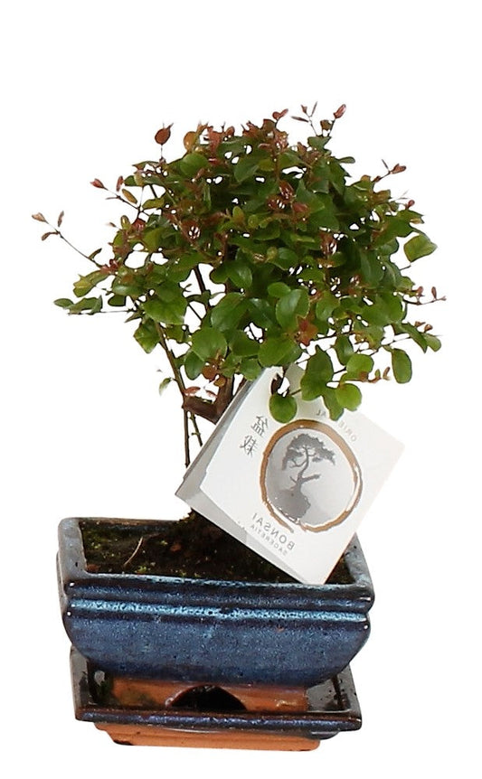 Mini Bonsai Mixed (One Plant in Pot) – image 2