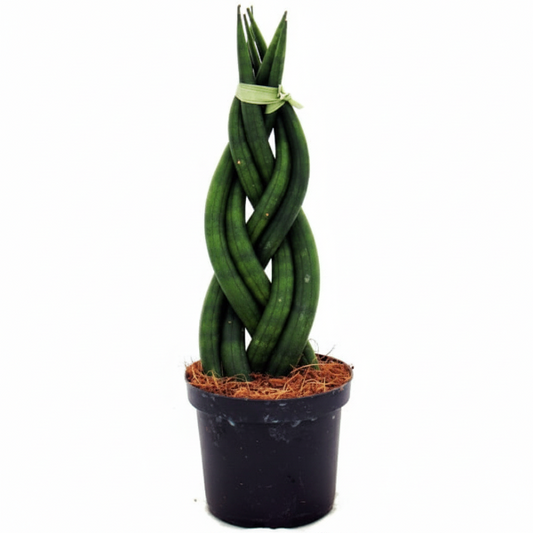 African spear , Sansevieria Cylindrica – image 1