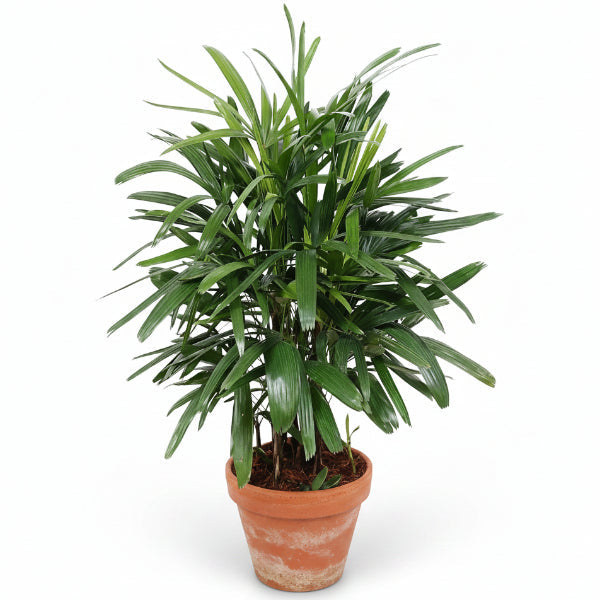 Lady Palm, Rhapis Excelsa,  Miniature Fan Palm – image 3