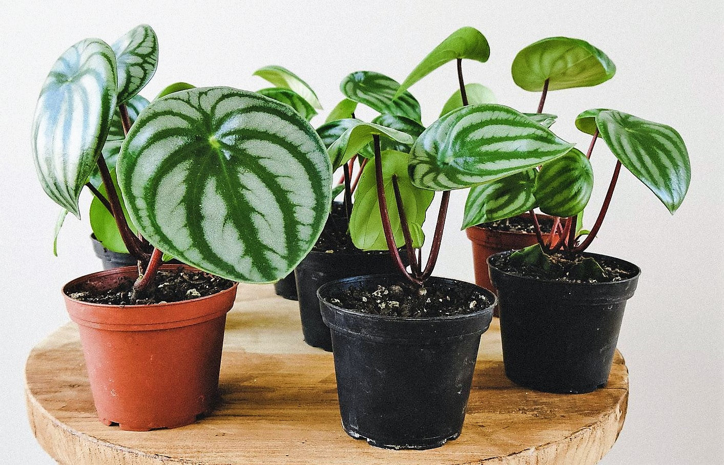Watermelon Peperomia, Peperomia Argyreia – image 4