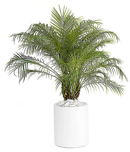 Phoenix Roebelenii, Miniature Date Palm, Dwarf Pygmy Date palm – image 4