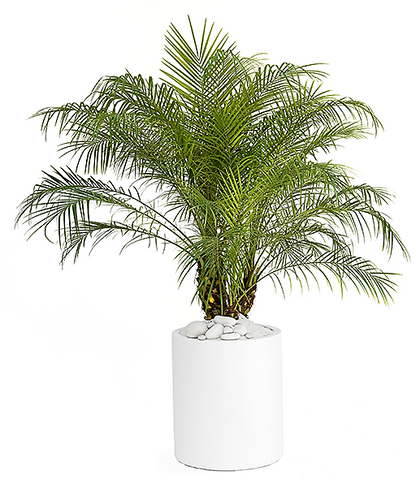 Phoenix Roebelenii, Miniature Date Palm, Dwarf Pygmy Date palm – image 4