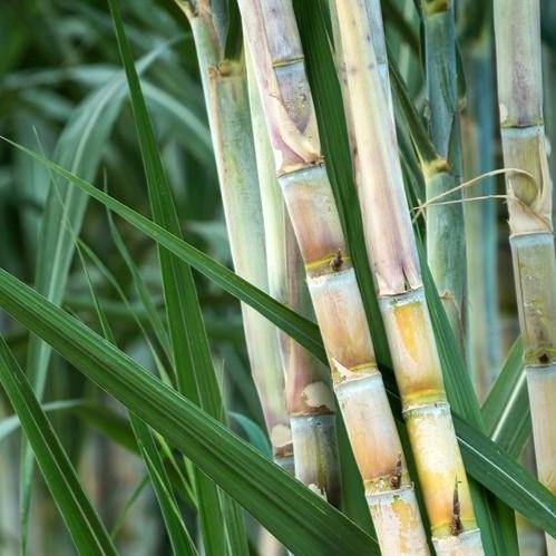 Saccharum Officinarum, Sugarcane – image 5