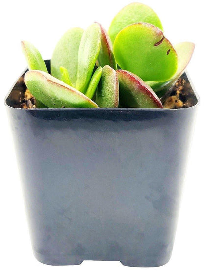 Crassula ovata Mini, Dollar Plant, Jade Plant – image 3