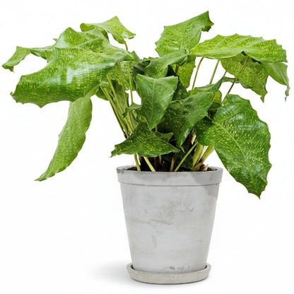 Calathea Mosaica, Network – image 4