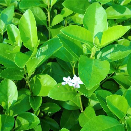 Clerodendrum inerme, Wild Jasmine – image 3