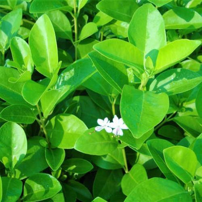 Clerodendrum inerme, Wild Jasmine – image 3