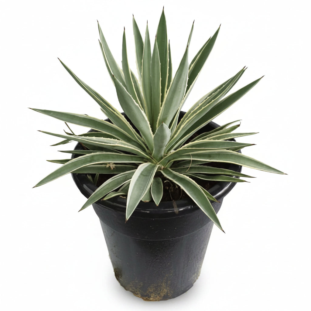 Agave Angustifolia, Caribbean – image 4