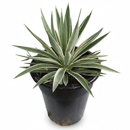 Agave Angustifolia, Caribbean – image 4