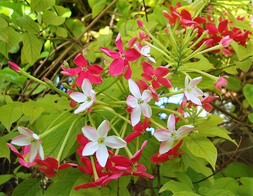 Rangoon Creeper , Quisqualis Indica, Red Jasmine – image 3